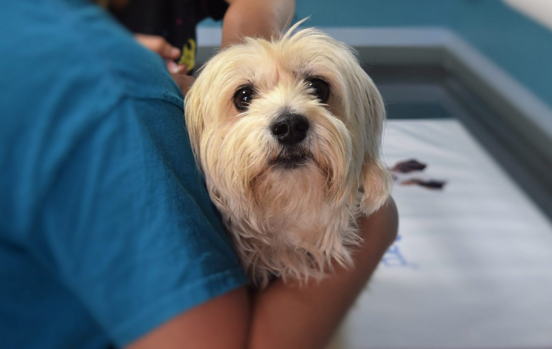 Giardiose beim Hund: Maltese beim Tierarzt
