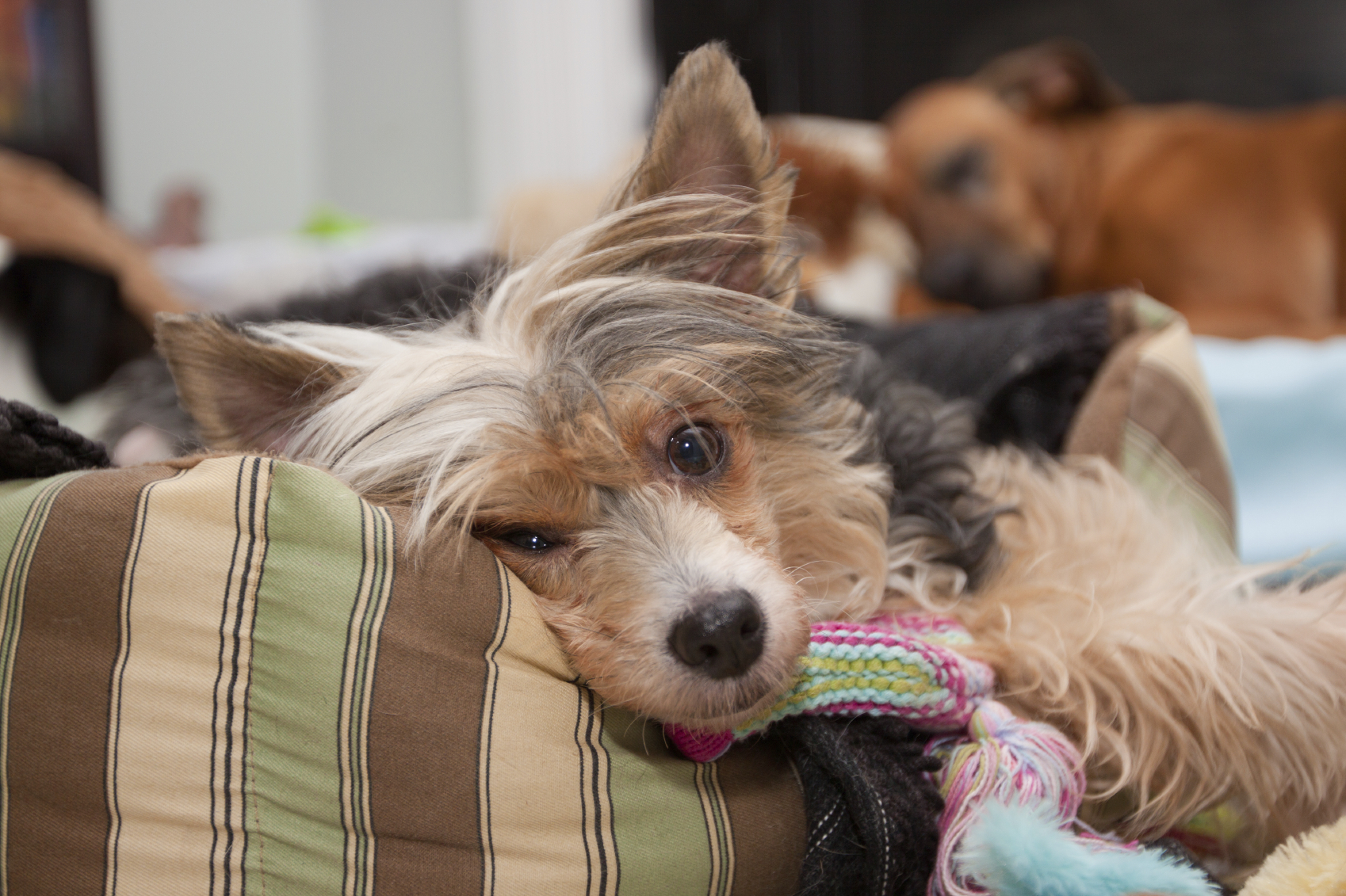 viskoelastisches Hundekissen