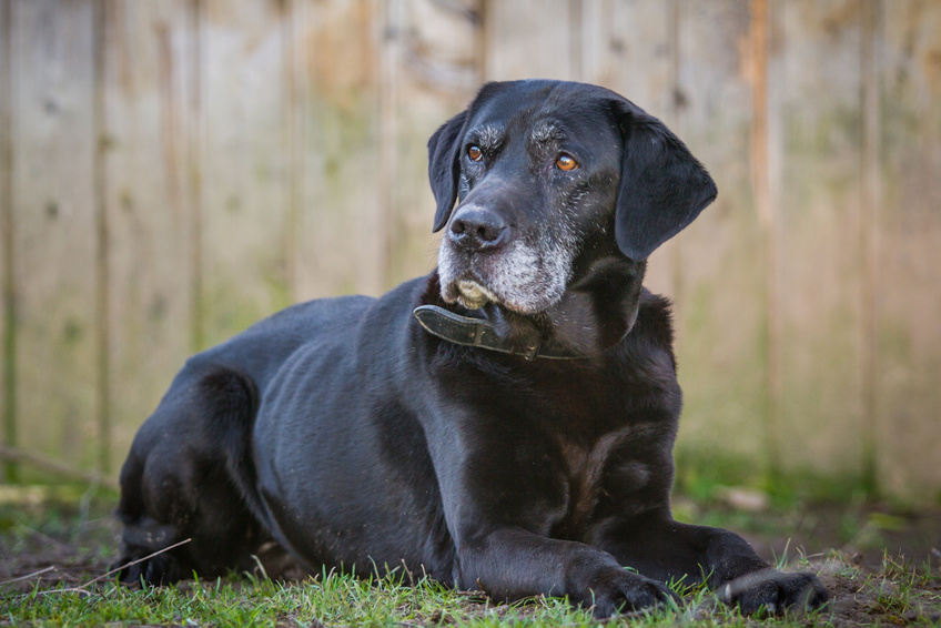 Herzerkrankungen beim Hund