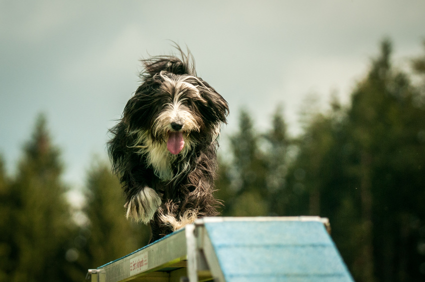 Gassigehen mit Hund