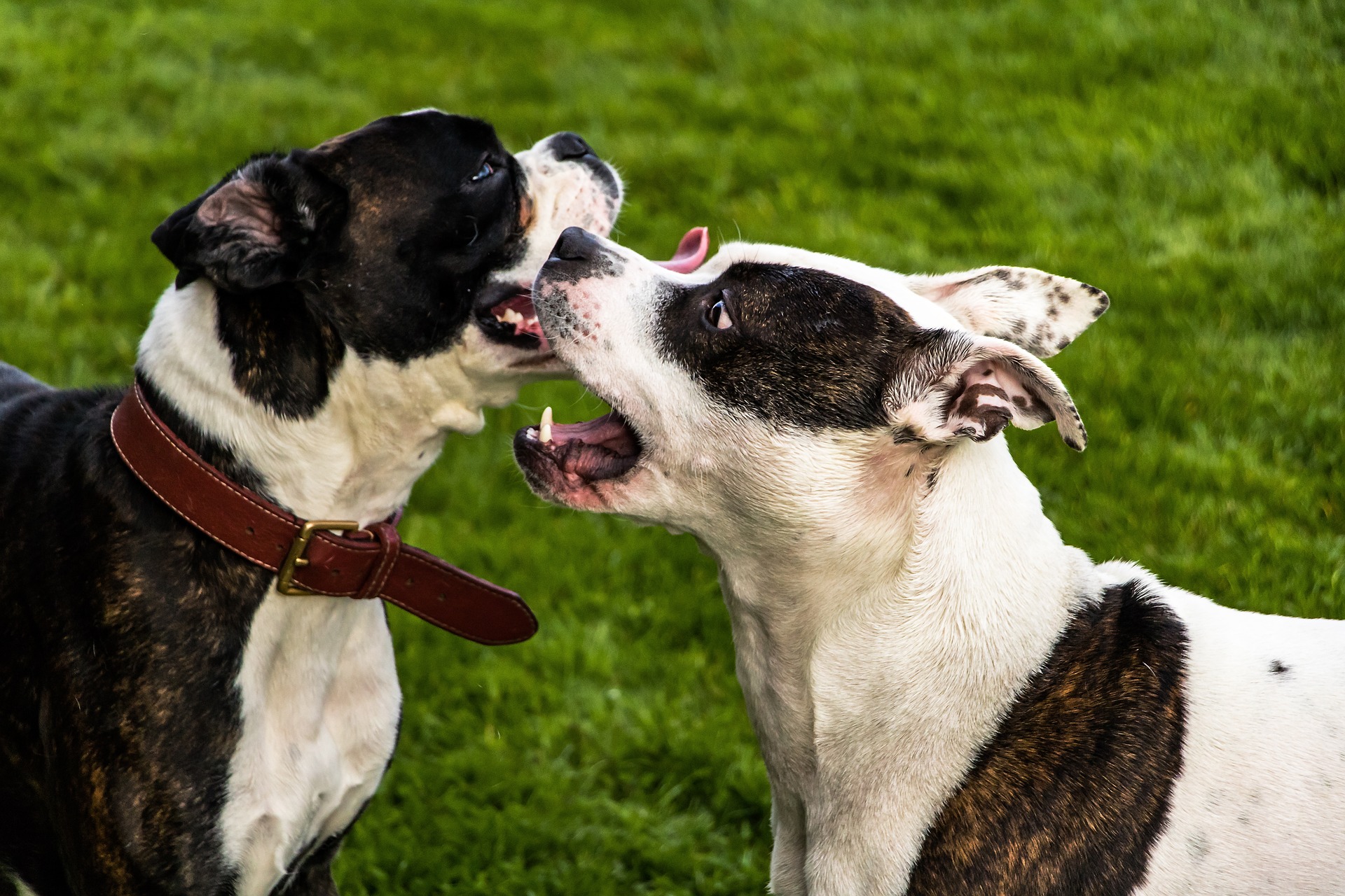 Beschwichtigungssignale Hunde