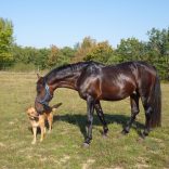 Hund und Pferd