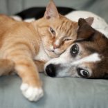 Hund und Katze