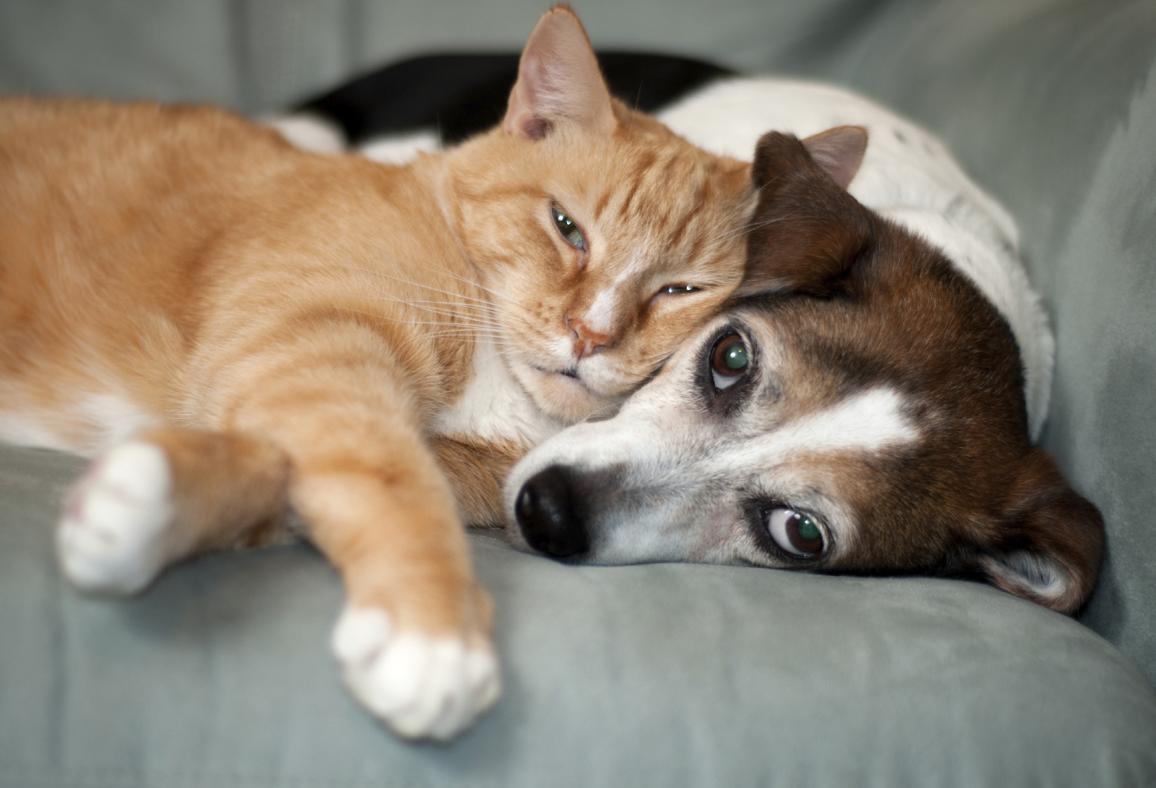 Hund und Katze