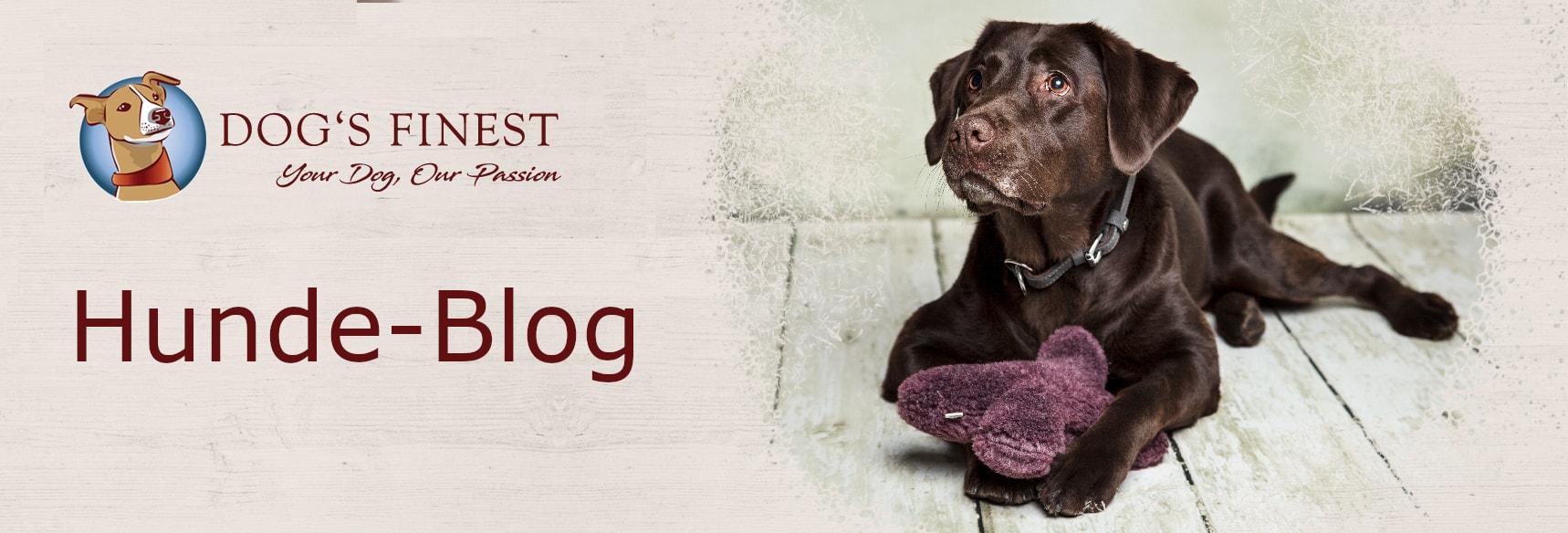 Omas Hausmittel Gegen Juckreiz Beim Hund Hunde Blog