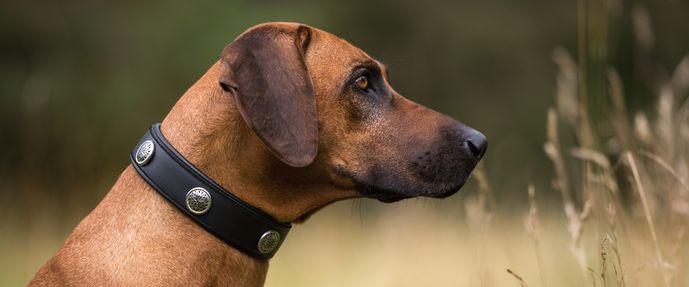 Hundehalsband