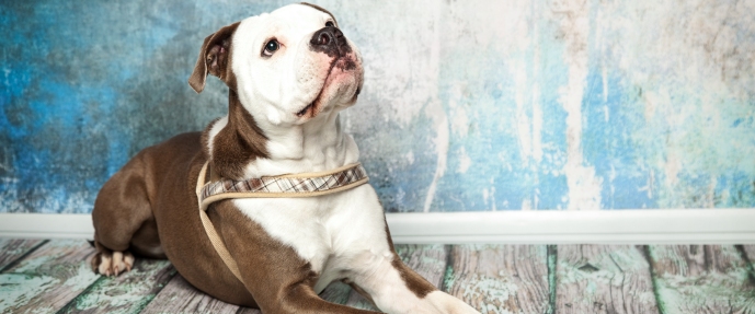 Hundegeschirr