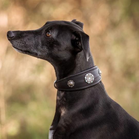 Windhundhalsband Whippet Meeresblume 