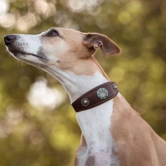 Windhundhalsband Whippet Meeresblume 