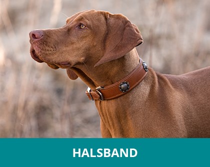 Dogs Stars Einreihige Halskette mit Zugstopp für Hunde Zughalsband Dressurhalsband 